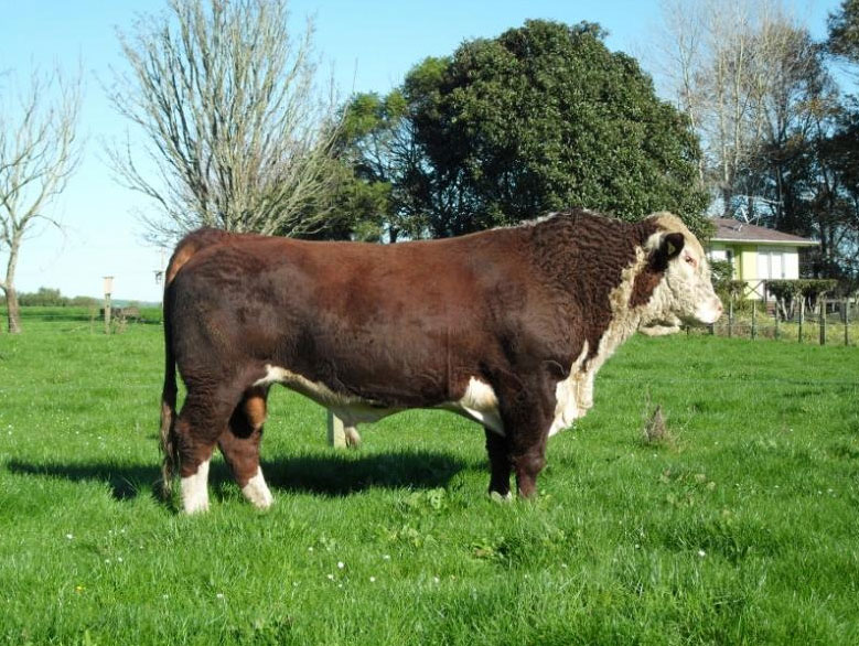Mahuta Hereford Bull