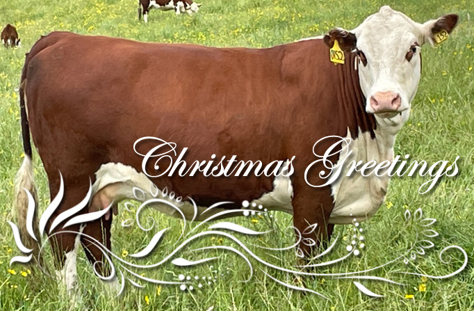 Christmas Greetings and Newsletter 2022