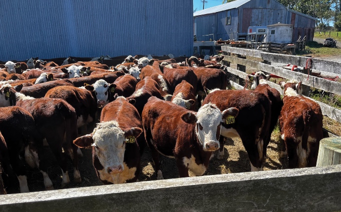 At its on-farm sale, with online bidding available via Bidr, the stud will present its top line-up of yearling bulls bred specifically for heifer mating.
