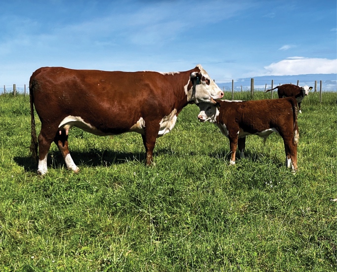 High calf survival, strong fertility and a condensed calving period are all central, alongside the ability to finish animals quickly and with minimal inputs.