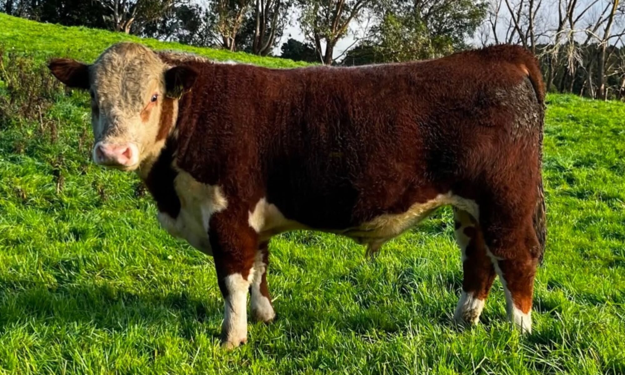 Mahuta Viscount