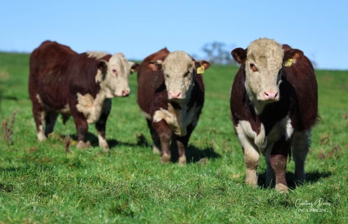 Mahuta Yearling Bulls Annual Sale 2026 Summary